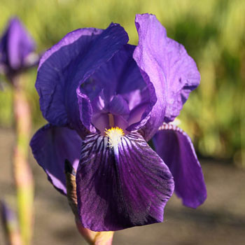 Eleanor Roosevelt Bearded Iris