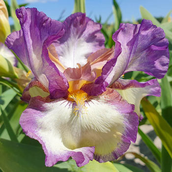 Garibaldi Bearded Iris