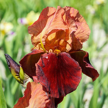 Natchez Trace Bearded Iris