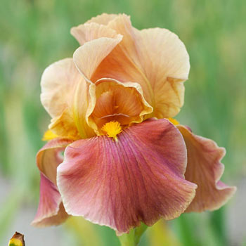 Penny Lover Bearded Iris