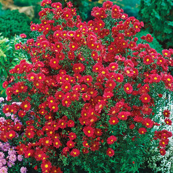Crimson Brocade Michaelmas Daisy
