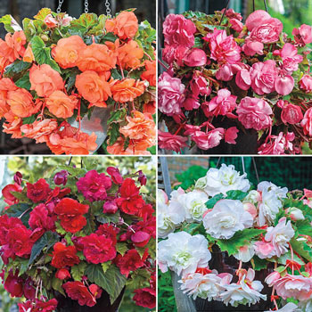 Hanging Basket Begonia Collection