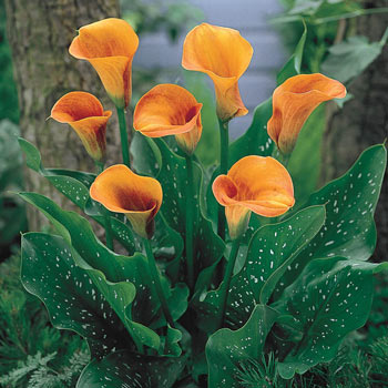 Calla/Zantedeschia mixte x 3 achats avantageux sur