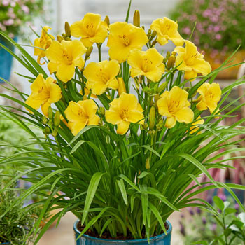 Gold EveryDaylily <sup>®</sup>