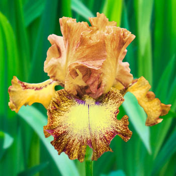 Dog Days Bearded Iris