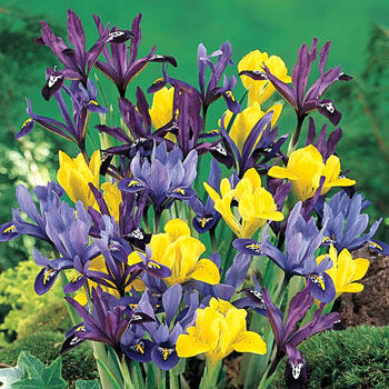 Dwarf Iris Mixture