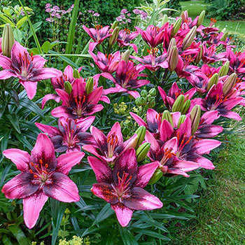 Trendy Santo Domingo Carpet Border Lily™