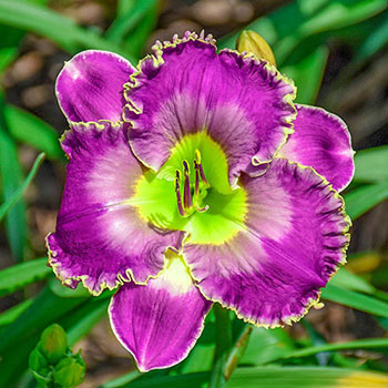 Encore Performance Reblooming Daylily
