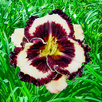 Protégé Reblooming Daylily
