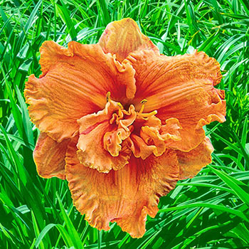 Double Persimmon Reblooming Daylily