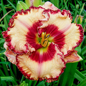 Roswell Reblooming Daylily