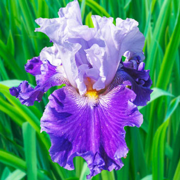 Purple Reign Bearded Iris