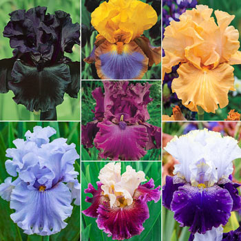Breck's® Rainbow Iris Collection