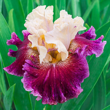 Royal Harlequin Bearded Iris