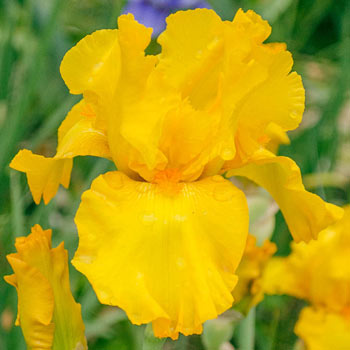 Here Comes The Sun Bearded Iris