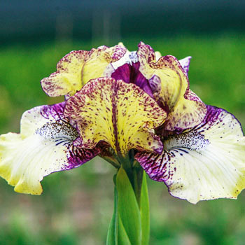 Purple Paws Dwarf Bearded Iris