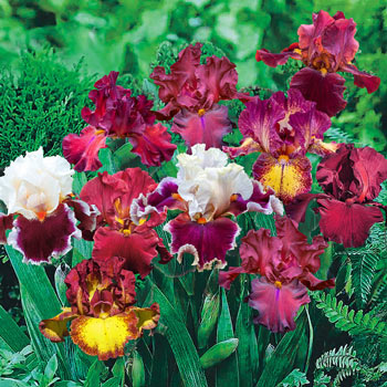 Buy Red Bearded Iris Mixture Online | Iris Bulbs | Breck's