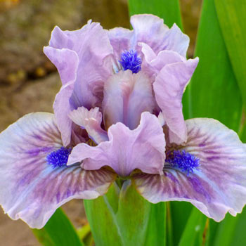 Toned Dwarf Bearded Iris