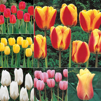 Wow!<sup>®</sup> Perennial Tulip Collection