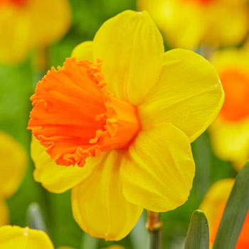 Breck's Yellow King Alfred Daffodil Bulbs Bagged 100-Pack in the Plant  Bulbs department at