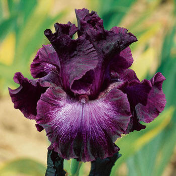 Bubble Bubble Bearded Iris