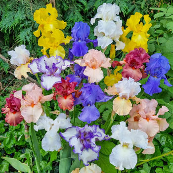 Reblooming Tall Bearded Iris Mixture