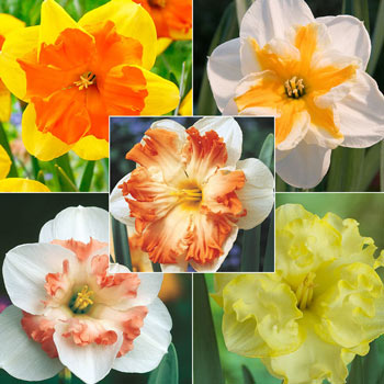 Butterfly-Daffodil Collection