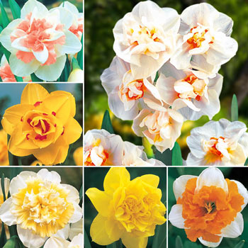 Deluxe Double Daffodil Collection