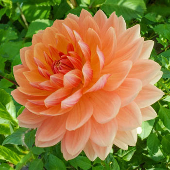 Rancho Dahlia