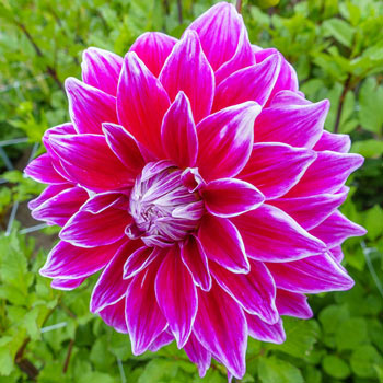 Enormous Dinnerplate Dahlias | Save up to 75% | Breck's