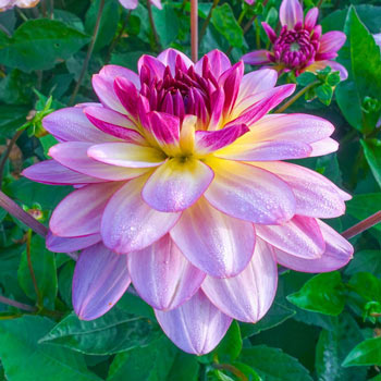 Zingaro Dahlia