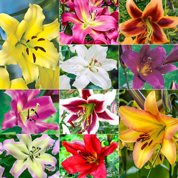 PETAL PUSHER DAYLILIES - TWICE AS NICE