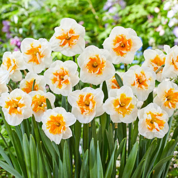 Breck's Yellow King Alfred Daffodil Bulbs Bagged 100-Pack in the Plant  Bulbs department at