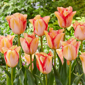 Beautydream Tulip