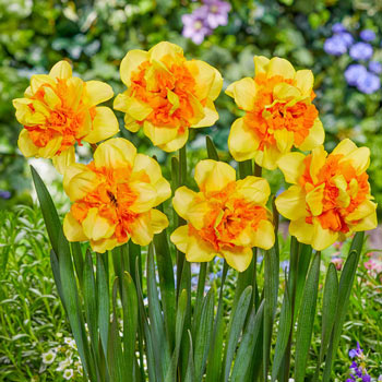 Breck's Yellow King Alfred Daffodil Bulbs Bagged 100-Pack in the Plant  Bulbs department at