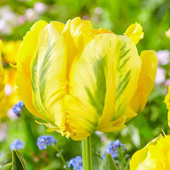 Yellow Madonna Parrot Tulip