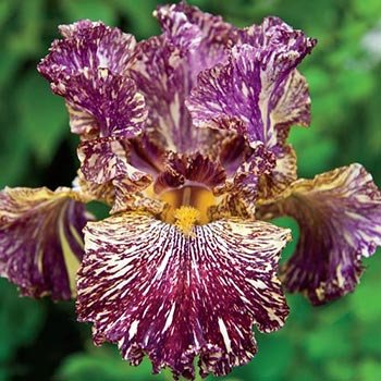 Bewilderbeast Tall Bearded Iris