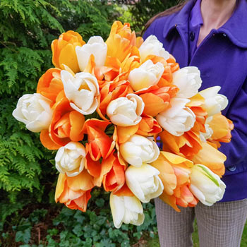 Pinot Blanc Tulip Blend
