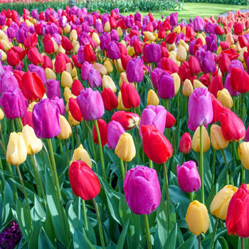 Grand Entree Tulip Mix | Brecks Premium Bulbs