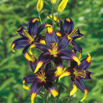 Lionheart Tango Lily