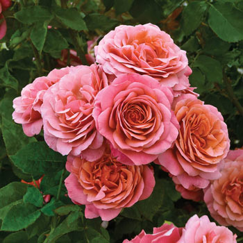 Twilight Zone Grandiflora Rose