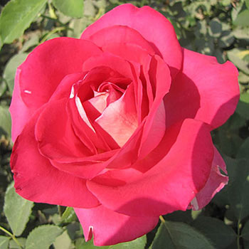 Picture Perfect<sup>™</sup> Hybrid Tea Rose