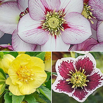 Helleborus 'Wedding Bells' - 65mm Elle Plug - New Hampshire Hostas