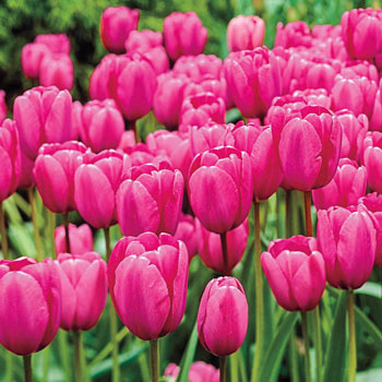 Pink Impression Tulip