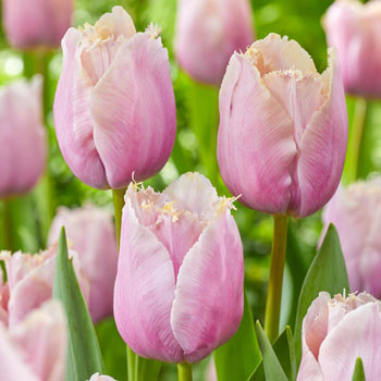 Versailles Tulip