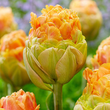 Le Lavandou Tulip