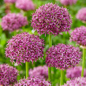 Firmament Allium