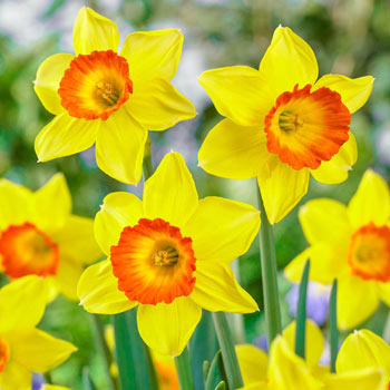 Loveday Daffodil