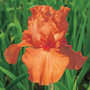 Orange Harvest Reblooming Bearded Iris