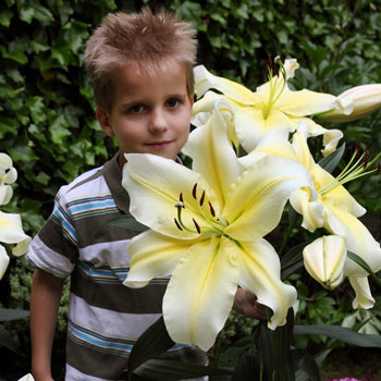 Big Brother Oriental Lily